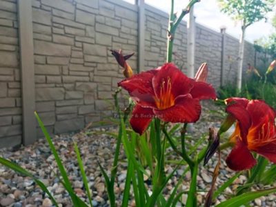 SimTek Pool Fence